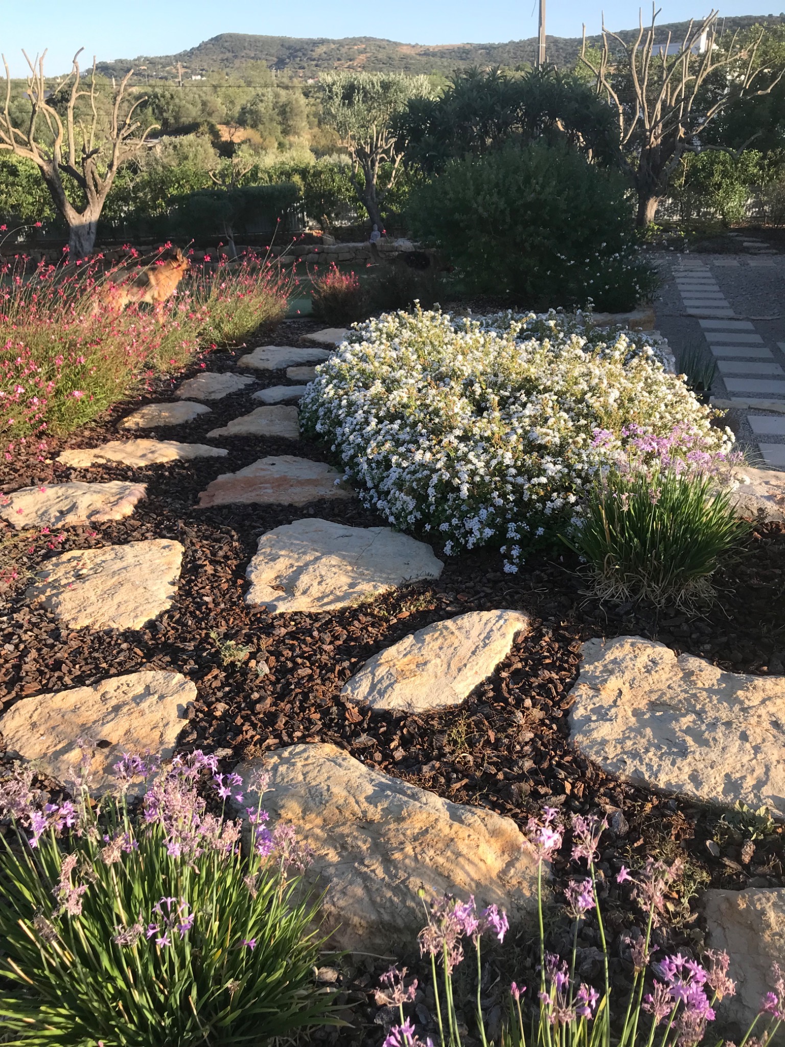 Landscaping and planting